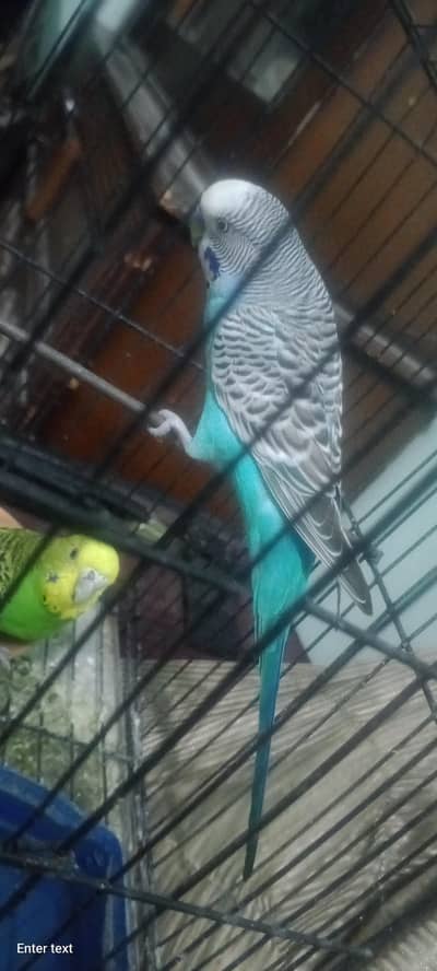 budgie