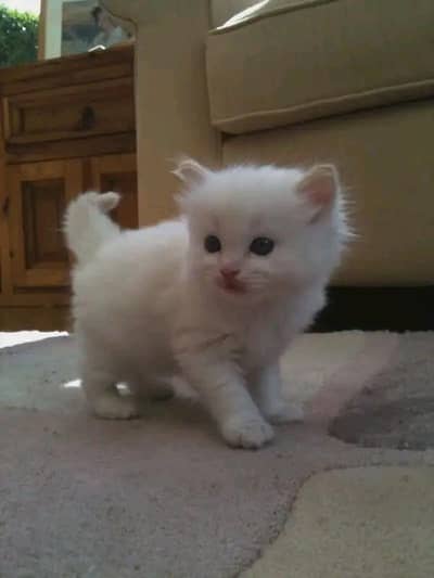 Persian kitten