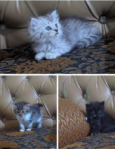 triple cottage three female kitten for sale