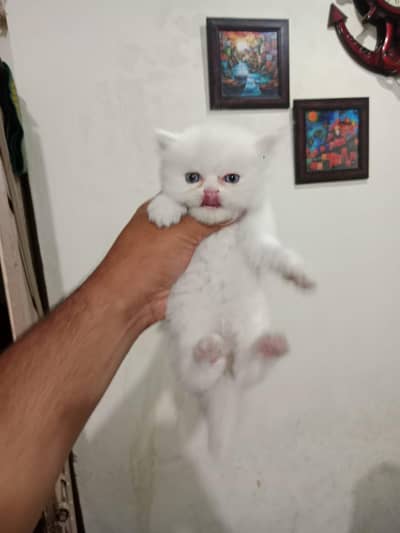 kitten male