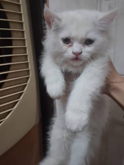 Persian cats