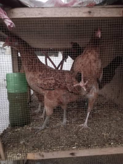 4 hens and wood cage with 2  chicks free