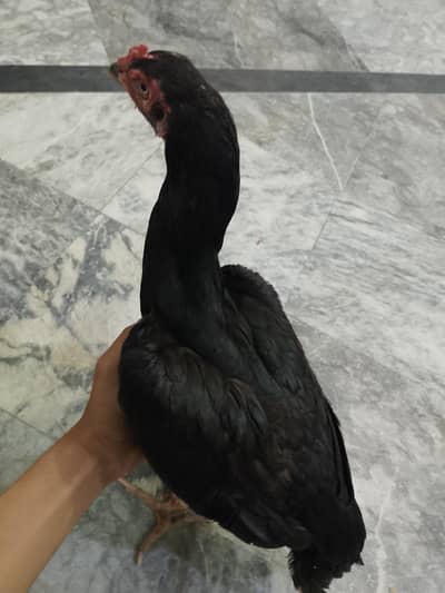 Pure Thai Murgi