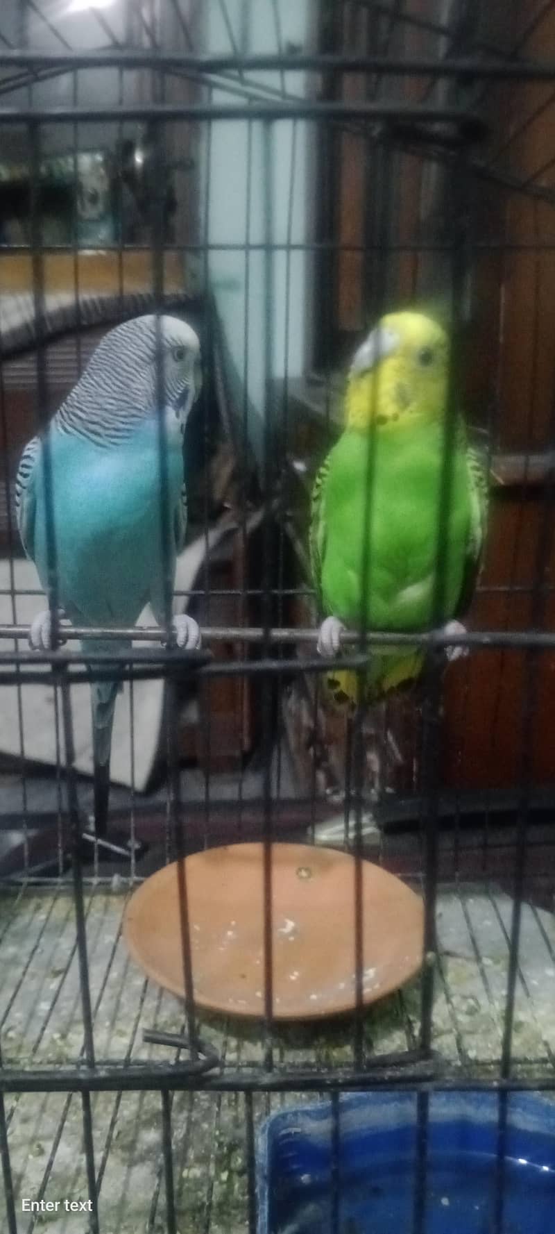 budgie 1
