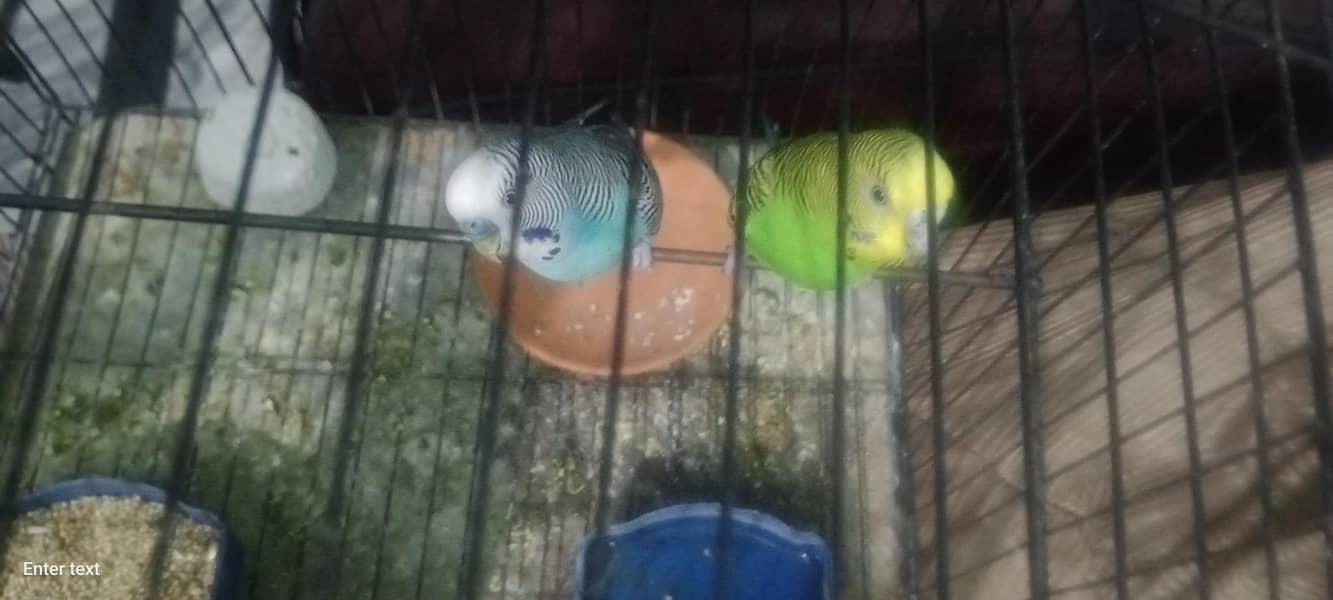 budgie 2
