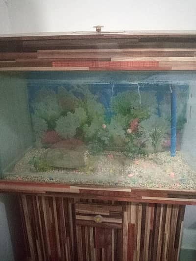 Fish Aquarium