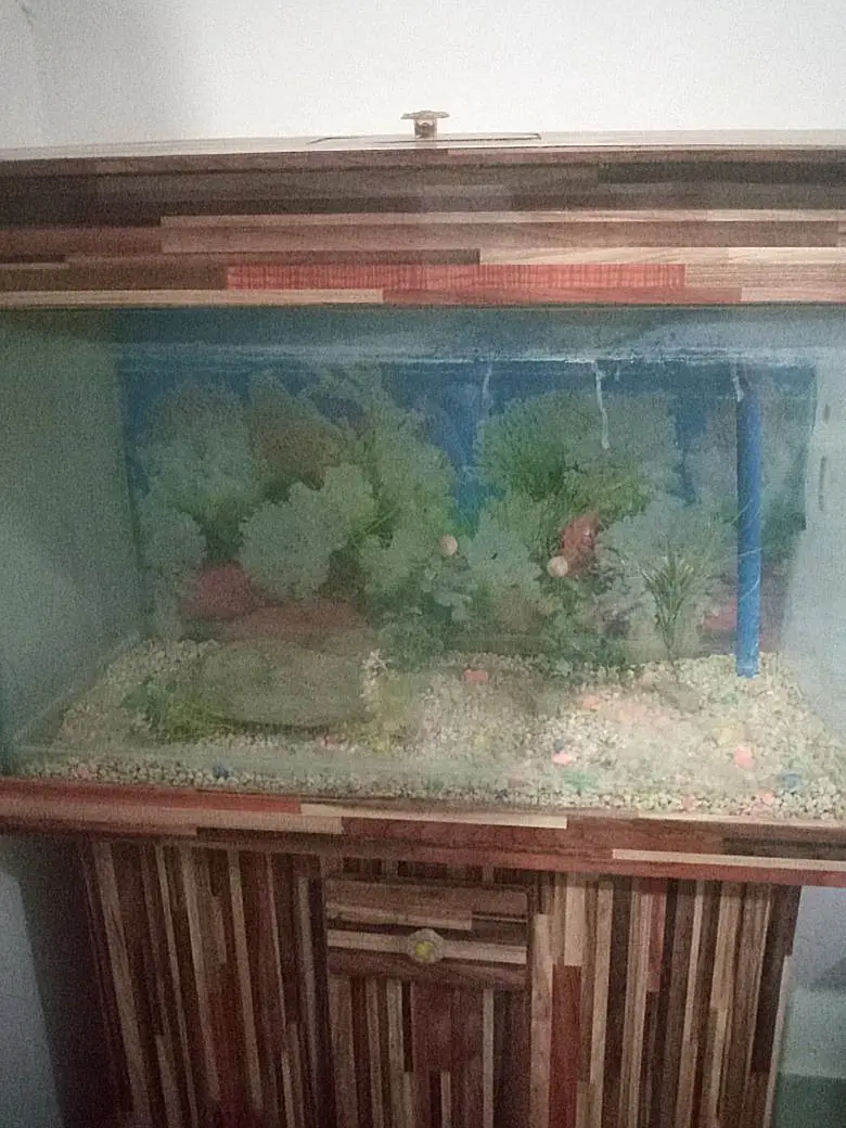 Fish Aquarium