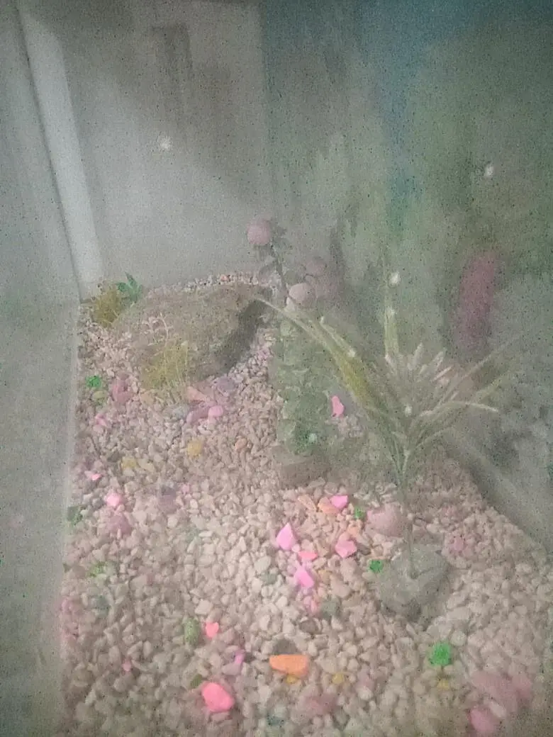 Fish Aquarium — photo 4