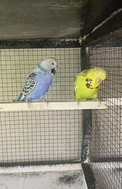 exebishon king size pair for sale