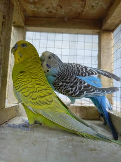 exebishon king size pair for sale