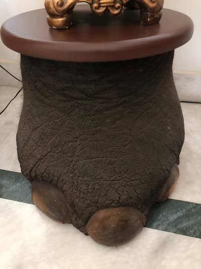 Preserved Real Elephant Foot Stools set of two