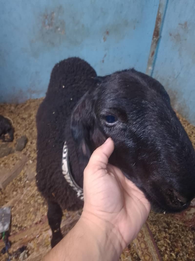 sheep 0