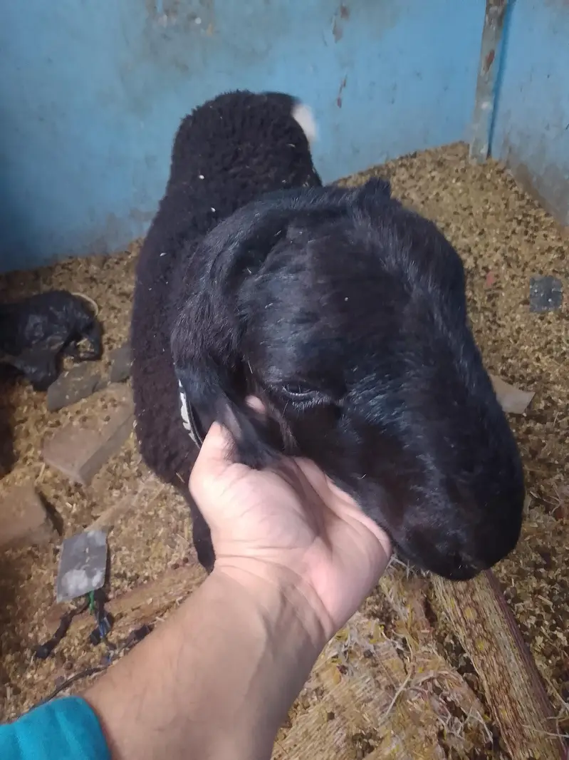 sheep — photo 2
