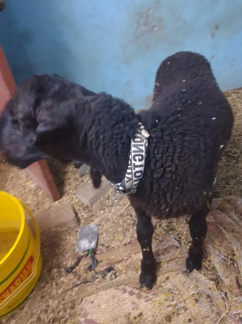 sheep — photo 3