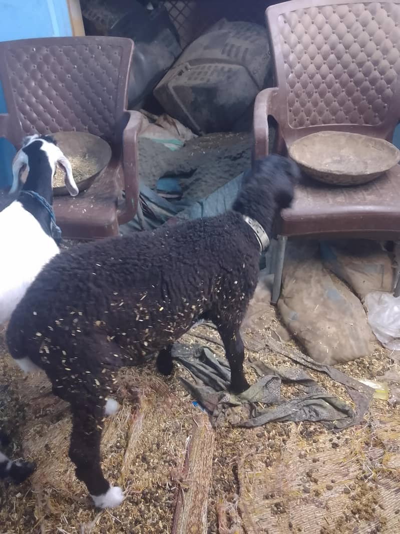 sheep 5