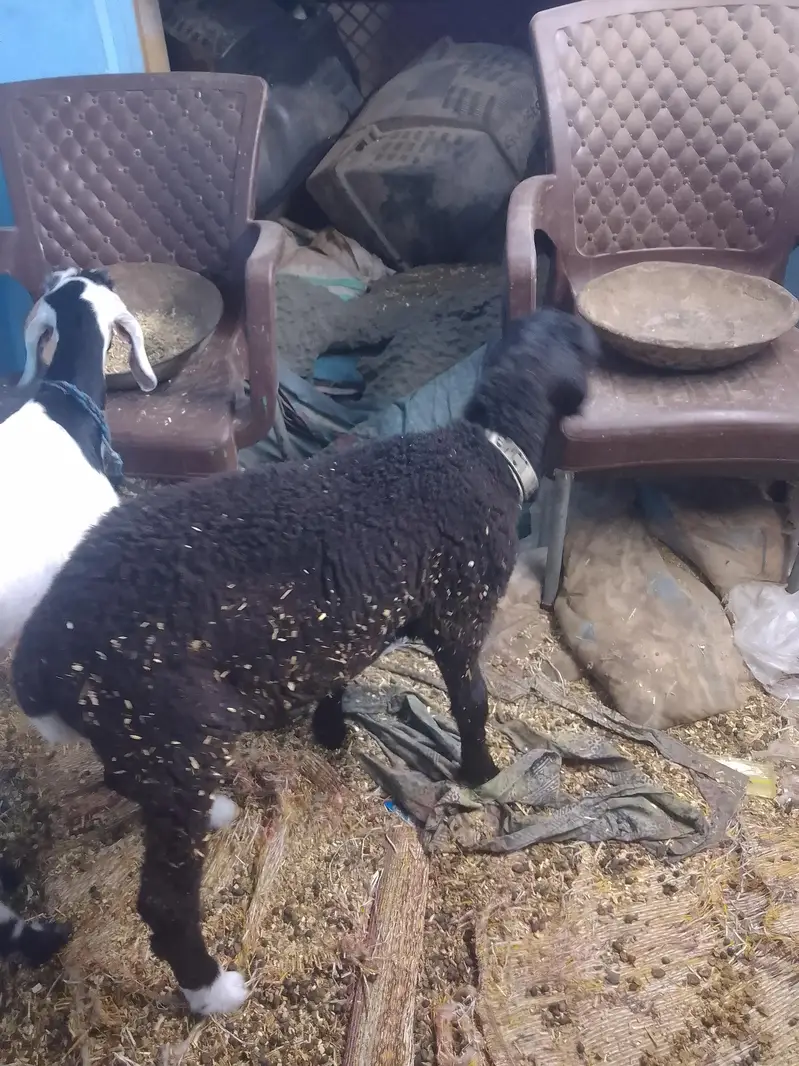 sheep — photo 6
