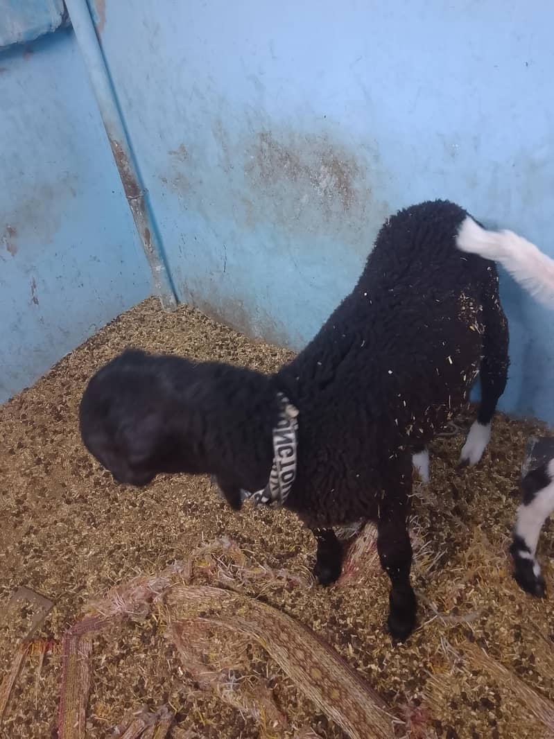 sheep 6