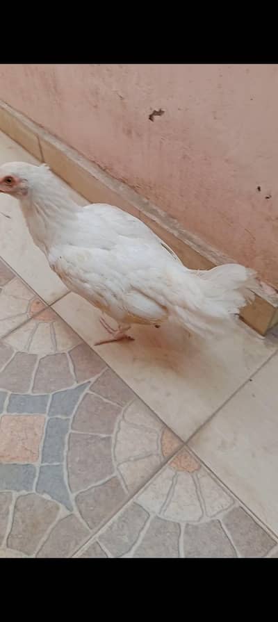 aseel Hera female with chicks