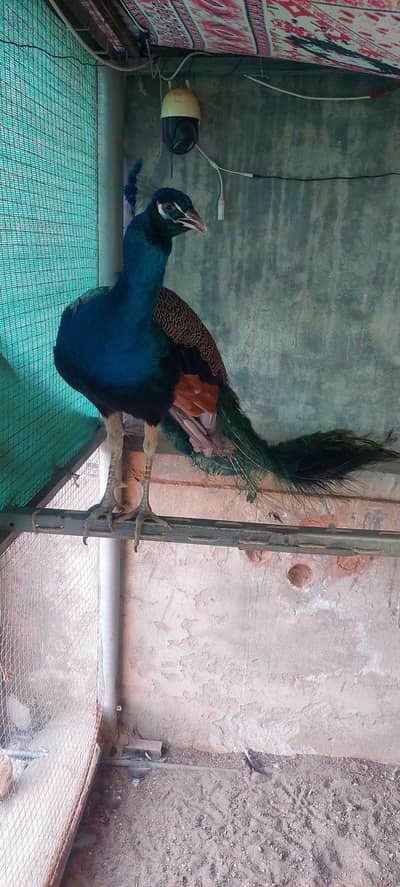 Peacock Breeder Pair