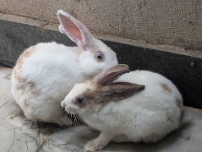 two beautiful rabbit phattey