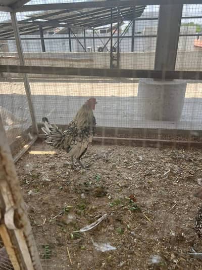 aseel and fancy hens for sale