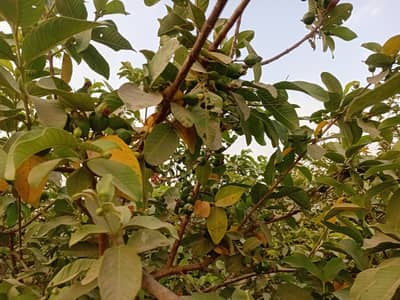 One year Guava Orchard (Amrood Bagh) Available for contract