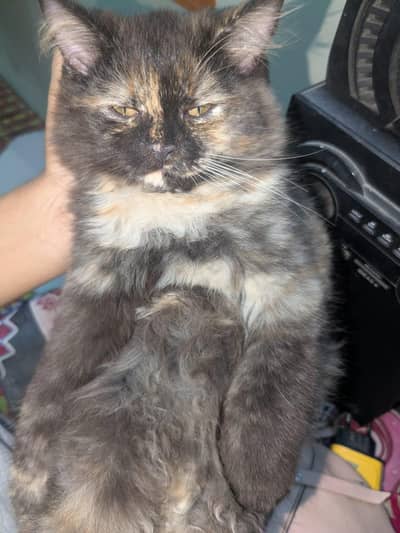 Persian