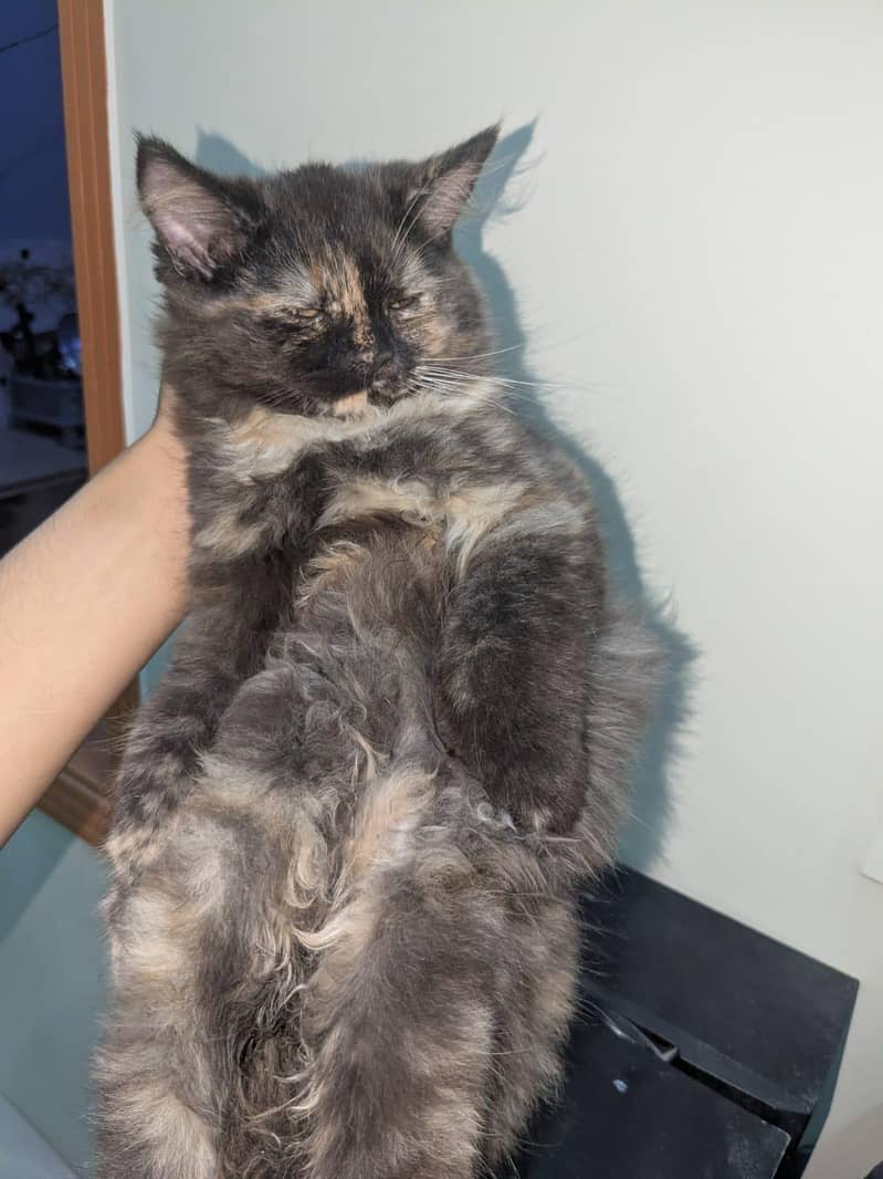 Persian 1