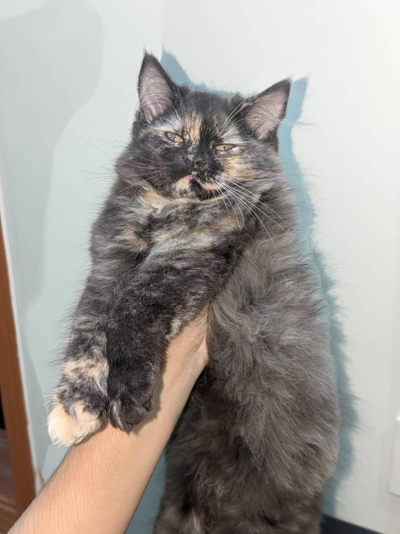 Persian 2