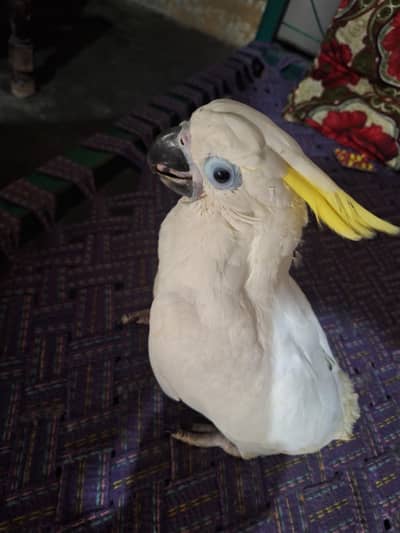 Triton cacatoo chicks available A