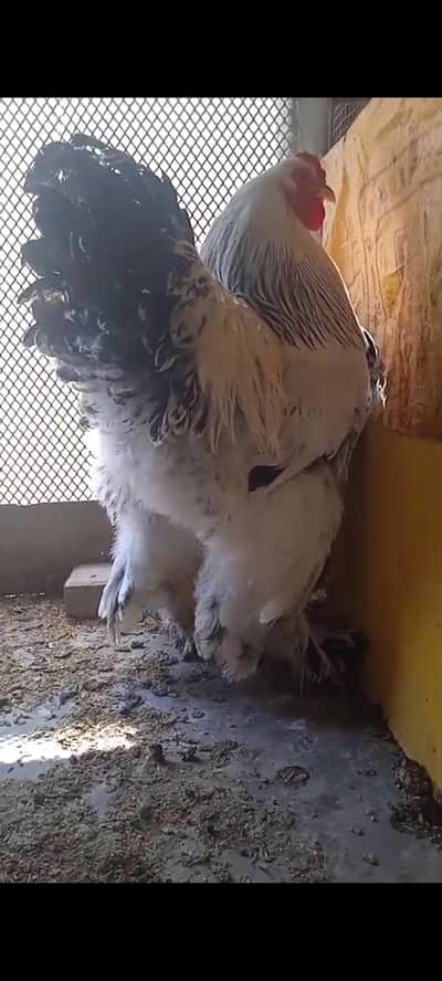light Colombian brahma pair available