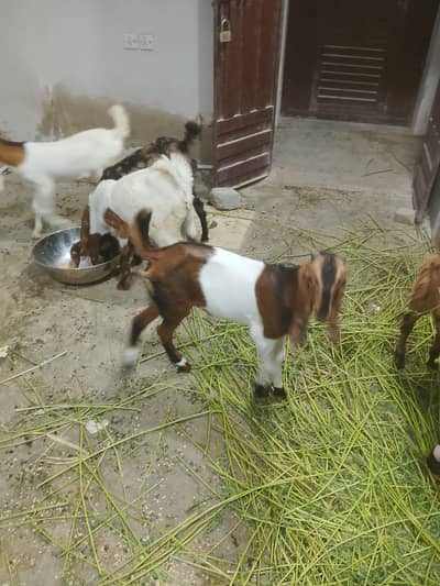 5 bakri ke bache he jis me 3 bakre or 2 bakri he 03/17/79/77/47/9