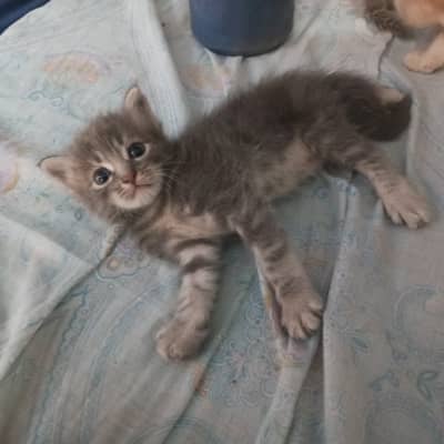 Persian kittens