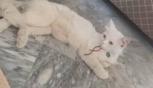 Healthy kitten and cat  white perian,03316633229
