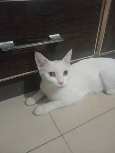 white persian cat female
