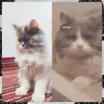 hygienic also full months vaccinated Persian cats pair