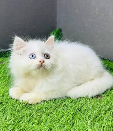 (Persian female kitten) my WhatsApp number 0322-97-21-876