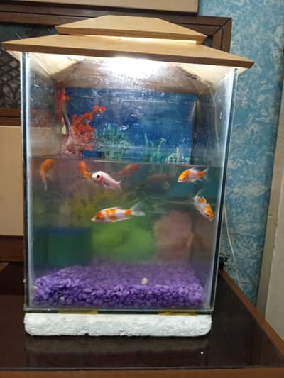 10 goldfish
