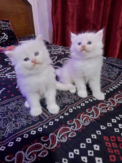 Cute White Persian Kitten Pair.