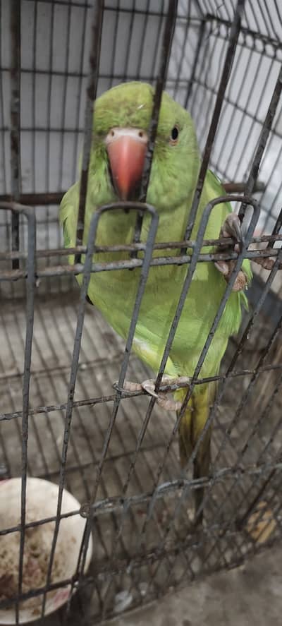 Green parrot