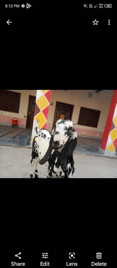 Bakra for Sala 5 month