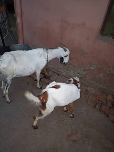 bakri or path for sale