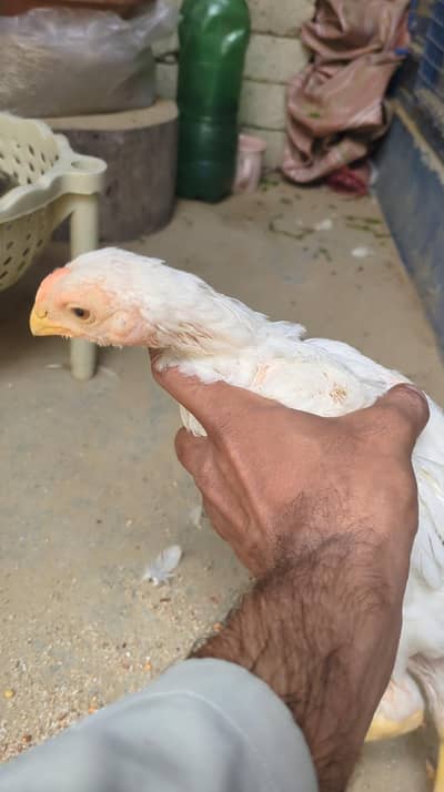 Indian Parrot beak 3 month & 1 month chicks available