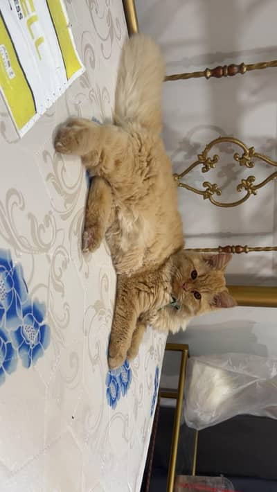 Persion brown cat (Bella)