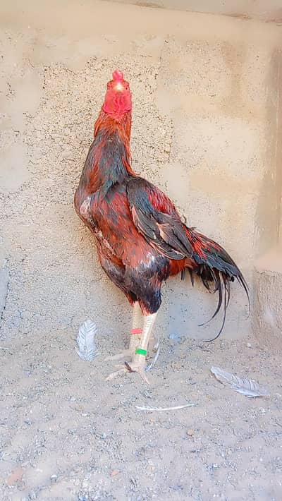 Aseel murga for sale
