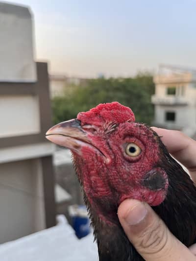 Amroha Croos