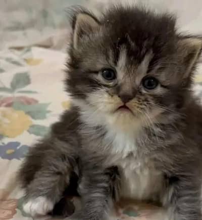 Persian kitten triple coated available