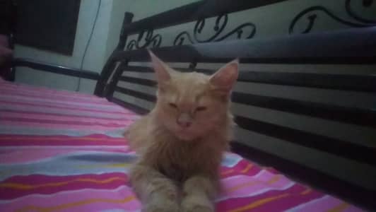 Female double coat persian
