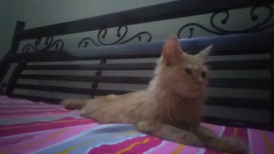 Female double coat persian litter trained — photo 2