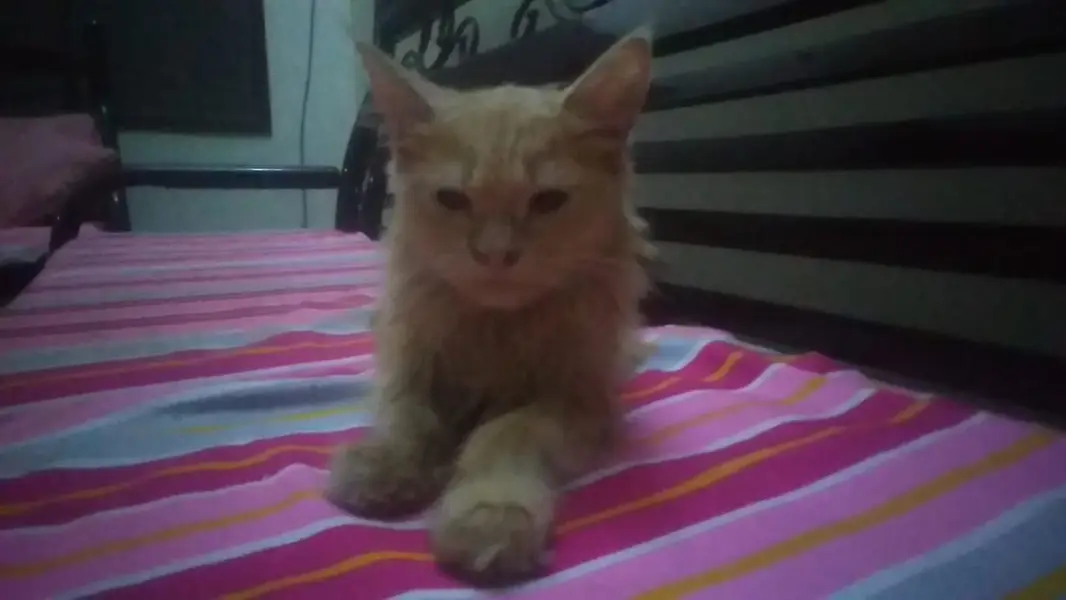 Female double coat persian litter trained — photo 3